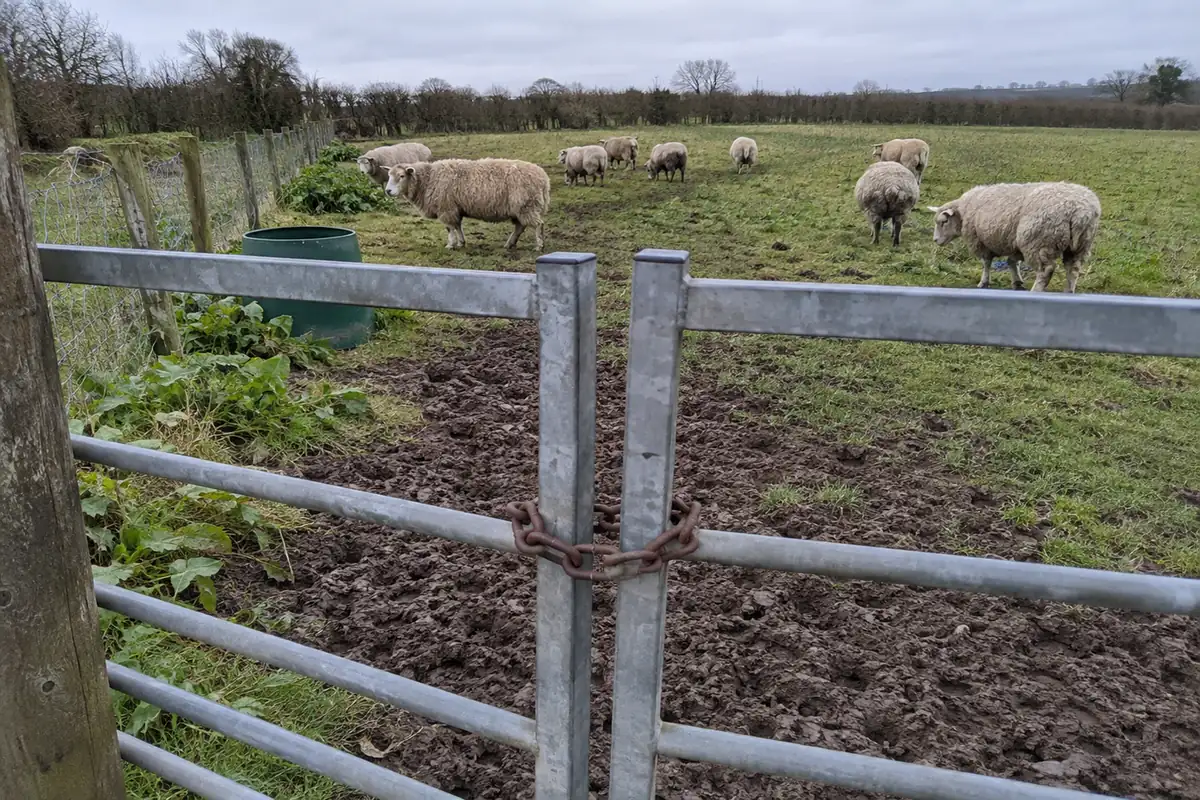 A closed galvanised metal farm gate held shut with a loop of rusted chain, photographed in flat overcast daylight from the near side of a churned muddy gateway, with a small flock of woolly sheep grazing in the green field beyond, a green plastic water trough by the fence line, patches of dock leaves and thistle, and a bare hedgerow under a flat grey sky. No people are in the frame.